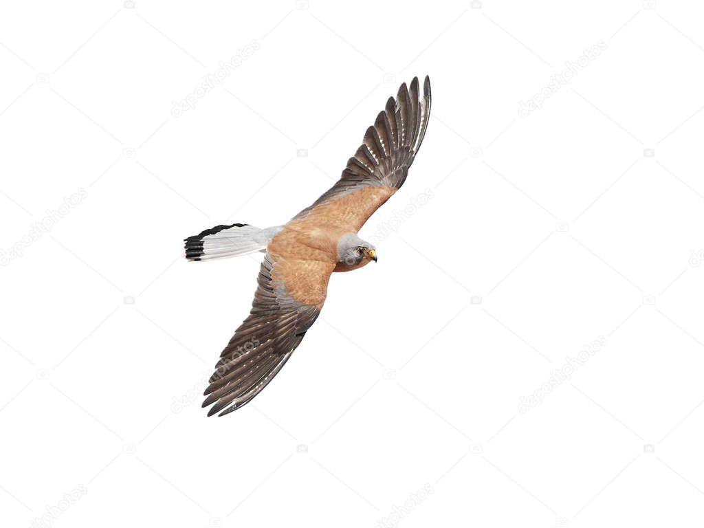 Lesser kestrel in flight isolated on a white background