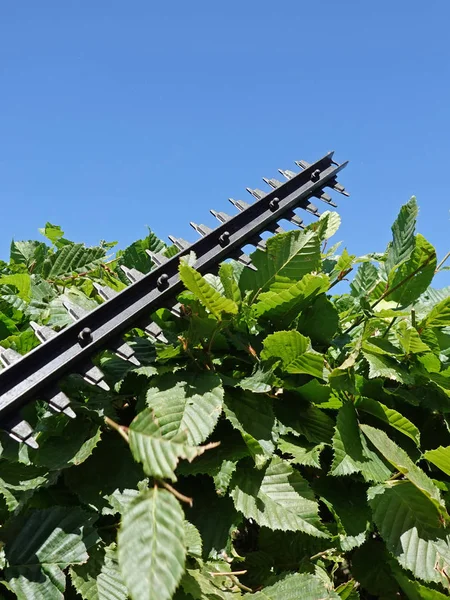 Hedge Trimmen Met Blauwe Luchten Achtergrond — Stockfoto