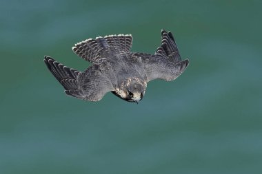 Doğal habitatları Danimarka Peregrine falcon