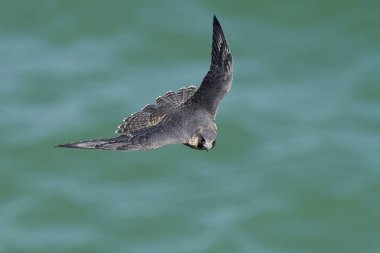 Doğal habitatları Danimarka Peregrine falcon