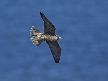 Peregrine falcon in its natural habitat in Denmark clipart