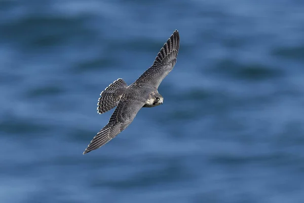 Falcão Peregrino Seu Habitat Natural Dinamarca — Fotografia de Stock