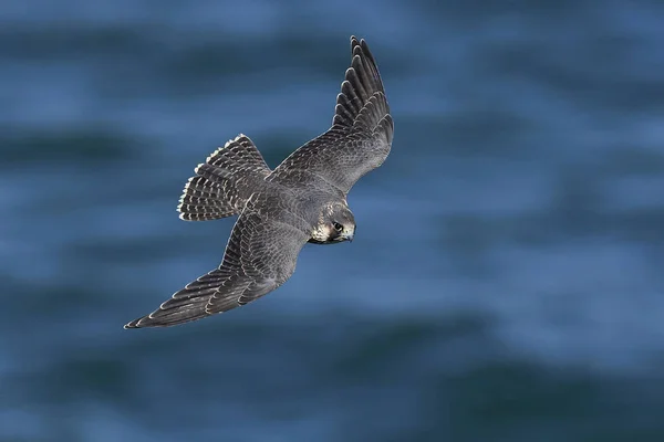 Slechtvalk Zijn Natuurlijke Habitat Denemarken — Stockfoto