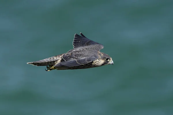 Falco Pellegrino Nel Suo Habitat Naturale Danimarca — Foto Stock