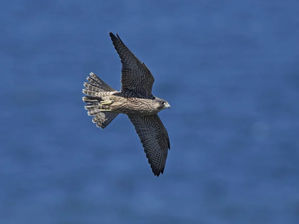 Halcón Peregrino Hábitat Natural Dinamarca — Foto de Stock