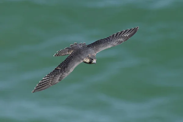 Doğal Habitatları Danimarka Peregrine Falcon — Stok fotoğraf