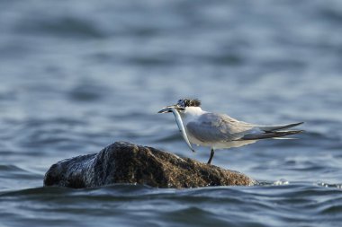 Sandviç kabuğu Danimarka 'daki doğal ortamında.