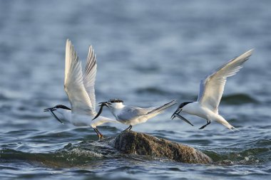 Sandviç kabuğu Danimarka 'daki doğal ortamında.