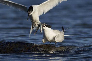 Sandviç kabuğu Danimarka 'daki doğal ortamında.