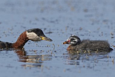 Danimarka 'daki doğal habitatında kırmızı boyunlu yunus balığı