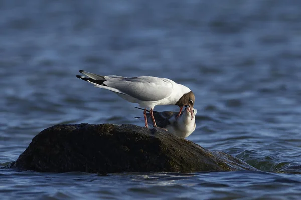 Black Headed Gull Its Natural Habitat Denmark — Stock Photo, Image