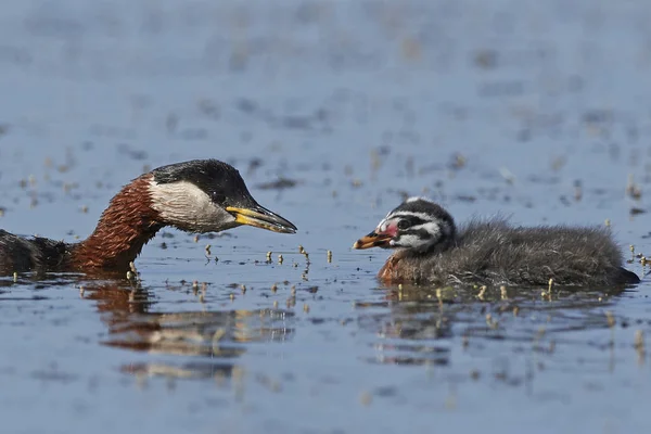 Grebe Červeným Krkem Svém Přirozeném Prostředí Dánsku — Stock fotografie