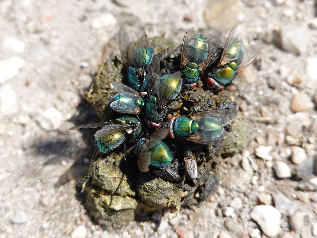 Calliphoridae in a flock eating on feces