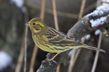 Doğal tabiatında dinlenme yellowhammer (Emberiza citrinella)