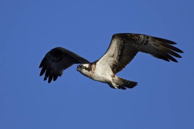 Binturongun doğal yaşam ortamı içinde uçuş sorguç