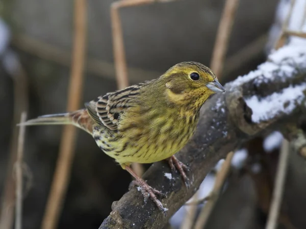 Yellowhammer Emberiza Citrinella Vilar Dess Naturliga Livsmiljö — Stockfoto