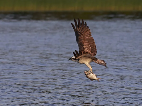 Osprey Vuelo Con Pez Sus Garras Agua Fondo —  Fotos de Stock