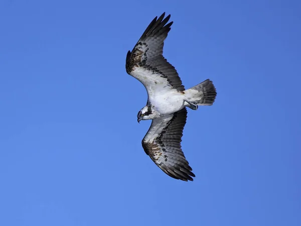 Osprey Volo Con Cieli Azzurri Sullo Sfondo — Foto Stock