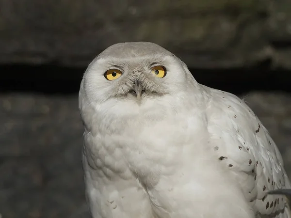 Búho Nieve Bubo Scandiacus —  Fotos de Stock