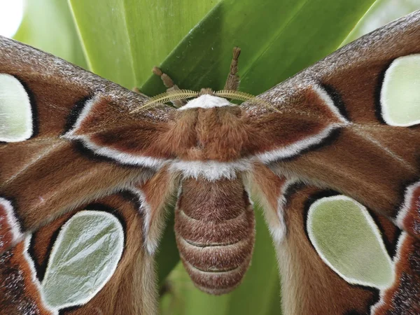 Closeup Image Windowed Moth — Stock Photo, Image