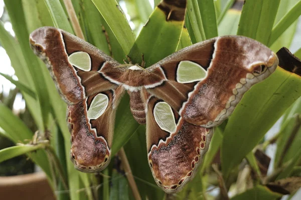 Closeup Image Windowed Moth — Stock Photo, Image
