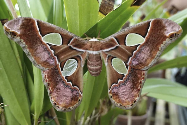 Closeup Image Windowed Moth — Stock Photo, Image