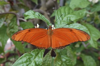 Portre resim Julia kelebek