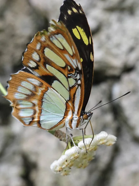 Borboleta Malaquita Seu Habitat Natural — Fotografia de Stock