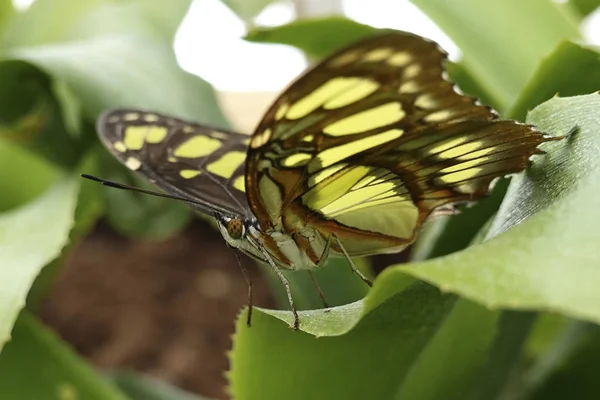 孔雀蝶在其自然栖息地 — 图库照片
