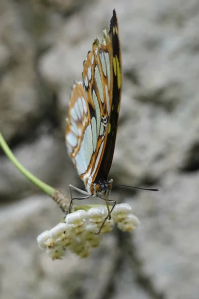 Papillon Malachite Dans Son Habitat Naturel — Photo