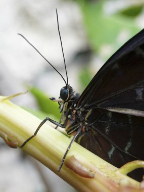 Binturongun doğal yaşam ortamı peleides mavi Morfo