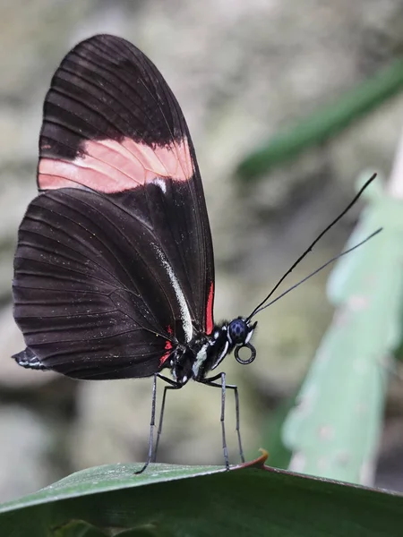 Kleiner Postbote Schmetterling Seinem Natürlichen Lebensraum — Stockfoto