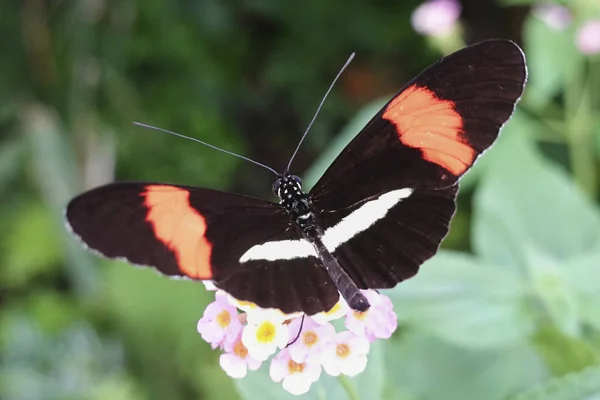 Μικρό Ταχυδρόμος Πεταλούδα Στο Φυσικό Της Περιβάλλον — Φωτογραφία Αρχείου