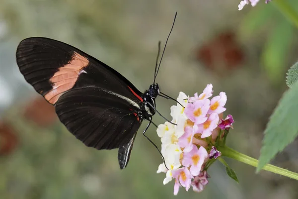 Petit Papillon Facteur Dans Son Habitat Naturel — Photo