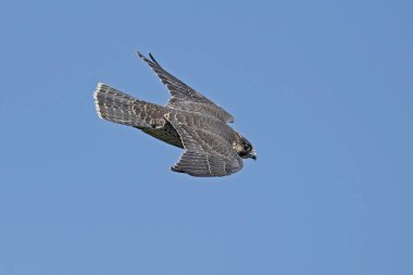 Doğal habitatları Danimarka Peregrine falcon (Falco peregrinus)