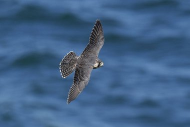 Doğal habitatları Danimarka Peregrine falcon (Falco peregrinus)