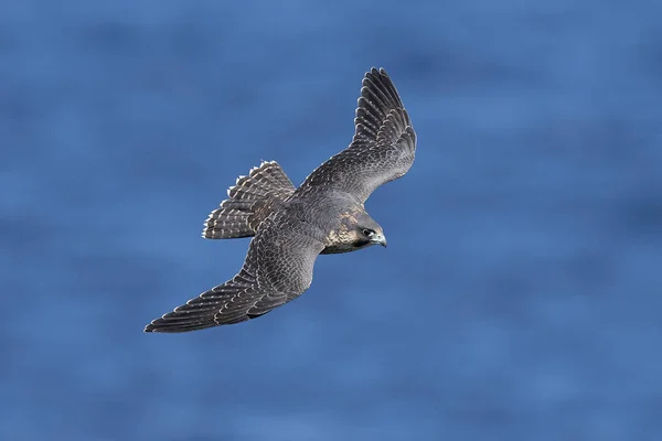 Slechtvalk Falco Peregrinus Zijn Natuurlijke Habitat Denemarken — Stockfoto