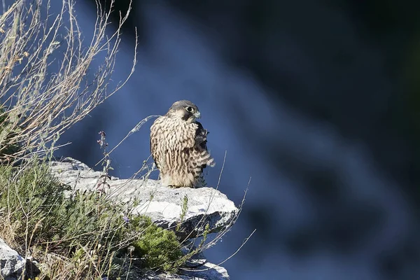 Peregrine Falcon Falco Peregrinus Естественной Среде Обитания Дании — стоковое фото