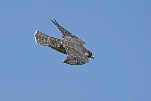 Peregrine falcon (Falco peregrinus) in its natural habitat in Denmark