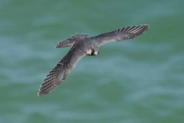 Pilgrimsfalken Falco Peregrinus Sitt Naturliga Habitat Danmark — Stockfoto