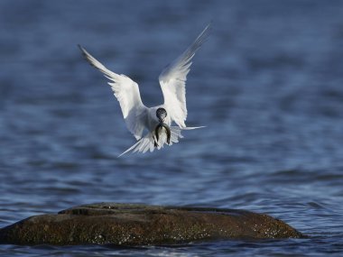 Sandviç kabuğu Danimarka 'daki doğal ortamında.