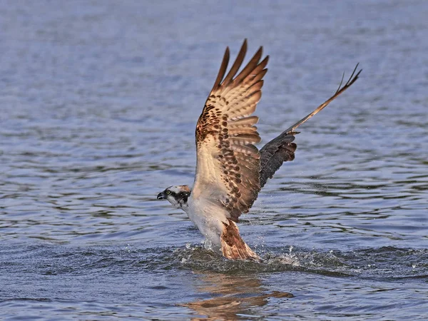 Osprey Vuelo Hábitat Natural Suecia —  Fotos de Stock