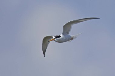 Doğal habitatları Danimarka'da küçük Sumru