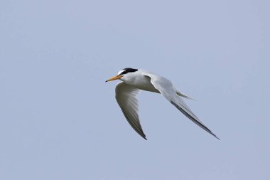 Doğal habitatları Danimarka'da küçük Sumru