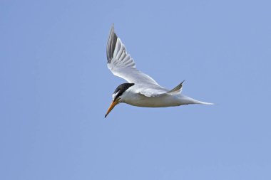 Doğal habitatları Danimarka'da küçük Sumru