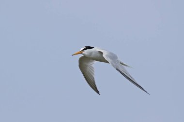 Doğal habitatları Danimarka'da küçük Sumru