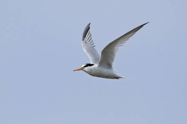 Doğal habitatları Danimarka'da küçük Sumru