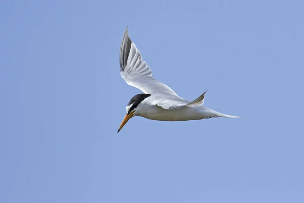 在丹麦的自然栖息地的小燕鸥 — 图库照片