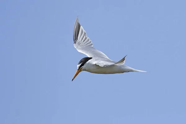 Dwergstern Zijn Natuurlijke Habitat Denemarken — Stockfoto