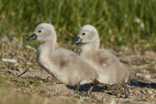 Mute Swanling Its Natural Habitat — Stock Photo, Image